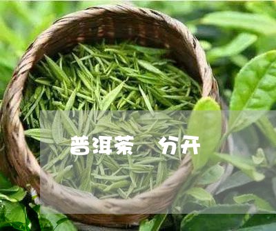 普洱茶 分开/2023042841499